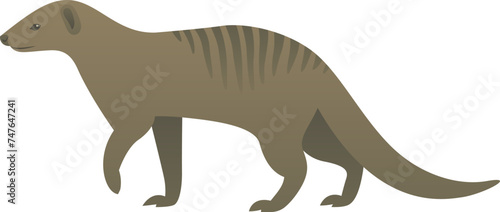 Vector color illustration of striped mongoose standing, walking. African small wild animal isolated on white background. Wildlife of Africa.