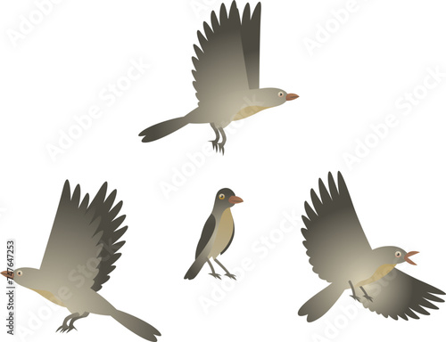 Vector color illustration of oxpeckers. African wild oxpecker bird isolated on white background. Sitting and flying small birds in different poses. © Anastasiia Neibauer