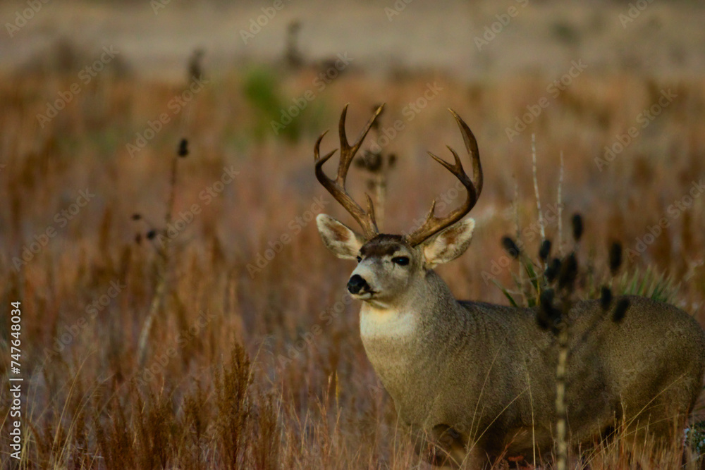Fototapeta premium deer buck