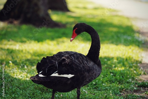 Fototapeta Naklejka Na Ścianę i Meble -  black swan on the grass