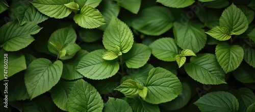 This close-up photo showcases a refreshing display of green leaves on a plant, providing a perfect background option.