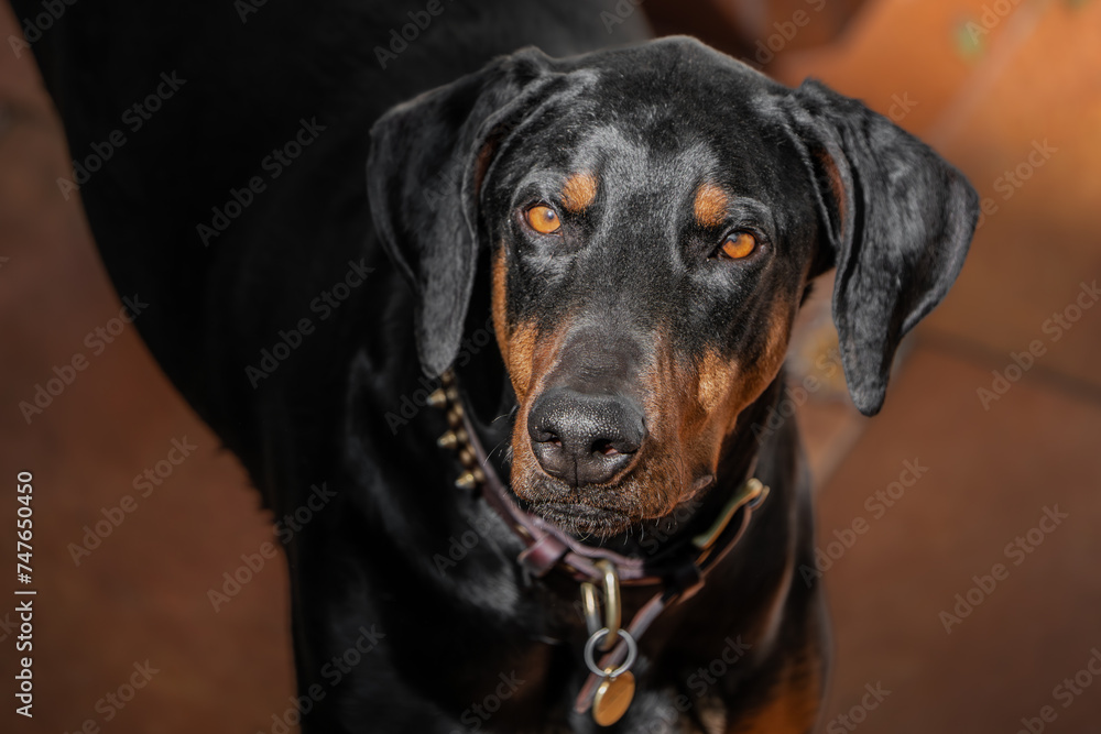 perro doberman