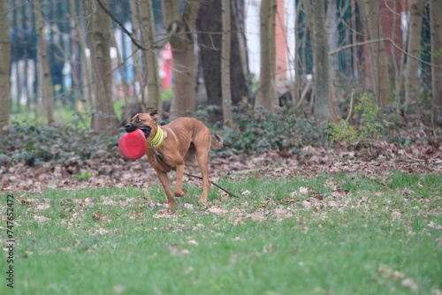 Un chien qui joue au frisbee dans un parc