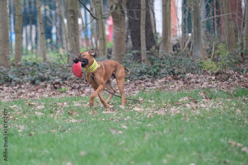 Un chien qui joue au frisbee dans un parc