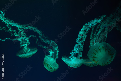 Group of jellifish South american sea nettle, Chrysaora plocamia swimming in dark water of aquarium tank with green neon light. Aquatic organism, animal, undersea life, biodiversity