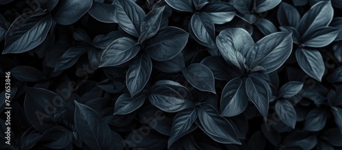 A close-up photograph showcasing a multitude of leaves  perfect for wallpaper and background purposes.