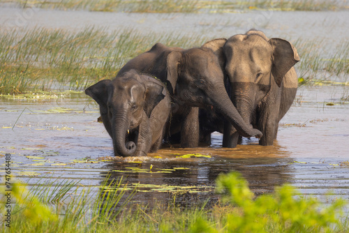 Herd of elephants wading through open water in natural native habitat, Yala National Park, Sri Lanka