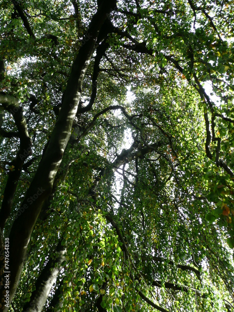 Obraz premium Arbres en forêt