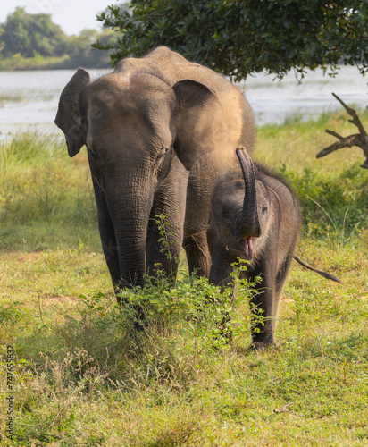 Baby elephant standing next to its mother raising its trunk to blow dust in natural native habitat  Yala National Park  Sri Lanka
