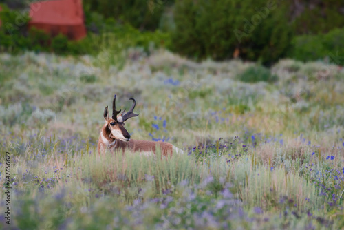 antelope on the prairie