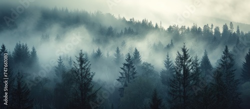 A misty forest filled with numerous spruce trees, as the morning fog blankets the landscape. photo