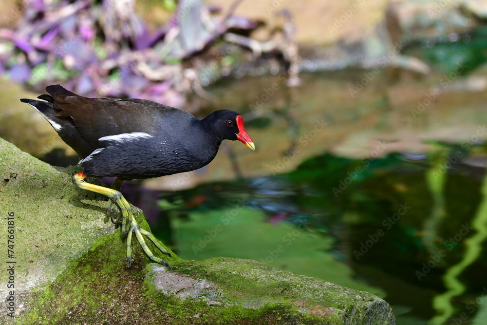 Obraz premium GALLINETA COMÚN