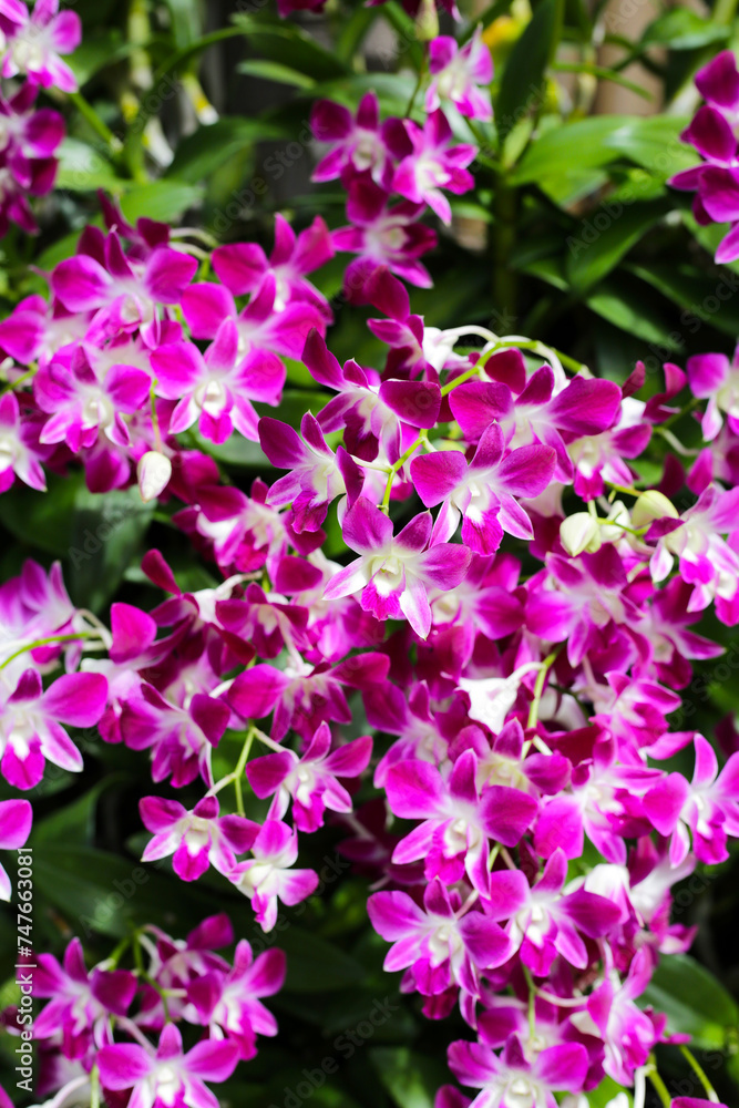 Beautiful purple orchid flowers. Flower background. Beautiful purple orchid flowers. Flower background.