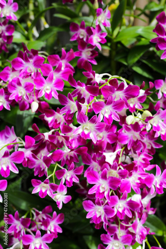 Beautiful purple orchid flowers. Flower background. © Bowonpat