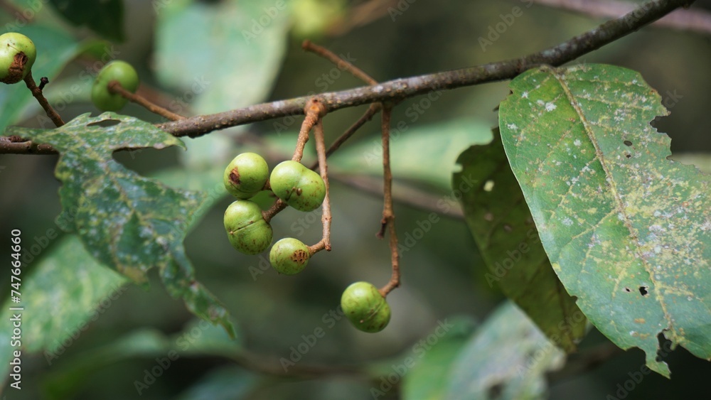 Aporusa lindleyana. The tree is harvested from the wild for medicinal purpose and for its edible fruits. The smooth, globose, translucent flesh of the fruit has a refreshing sweet Aporusa lindleyana. The tree is harvested from the wild for medicinal purpose and for its edible fruits. The smooth, globose, translucent flesh of the fruit has a refreshing sweet