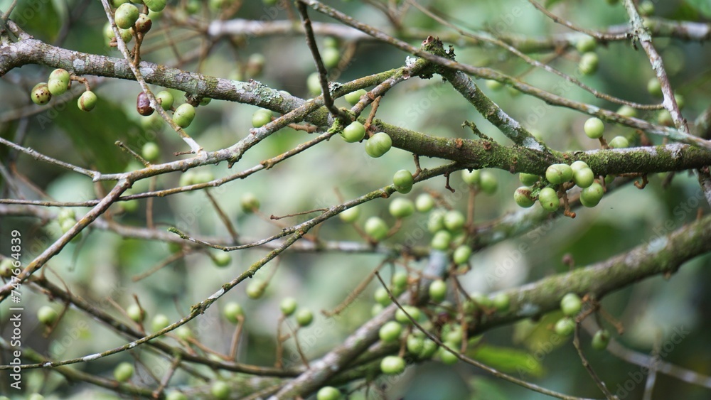 Aporusa lindleyana. The tree is harvested from the wild for medicinal purpose and for its edible fruits. The smooth, globose, translucent flesh of the fruit has a refreshing sweet Aporusa lindleyana. The tree is harvested from the wild for medicinal purpose and for its edible fruits. The smooth, globose, translucent flesh of the fruit has a refreshing sweet