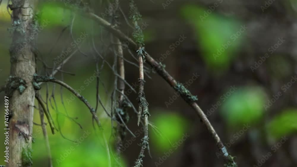 Wood warbler chirping and leaving in a darkening summertime forest in Estonia, Northern Europe Wood warbler chirping and leaving in a darkening summertime forest in Estonia, Northern Europe