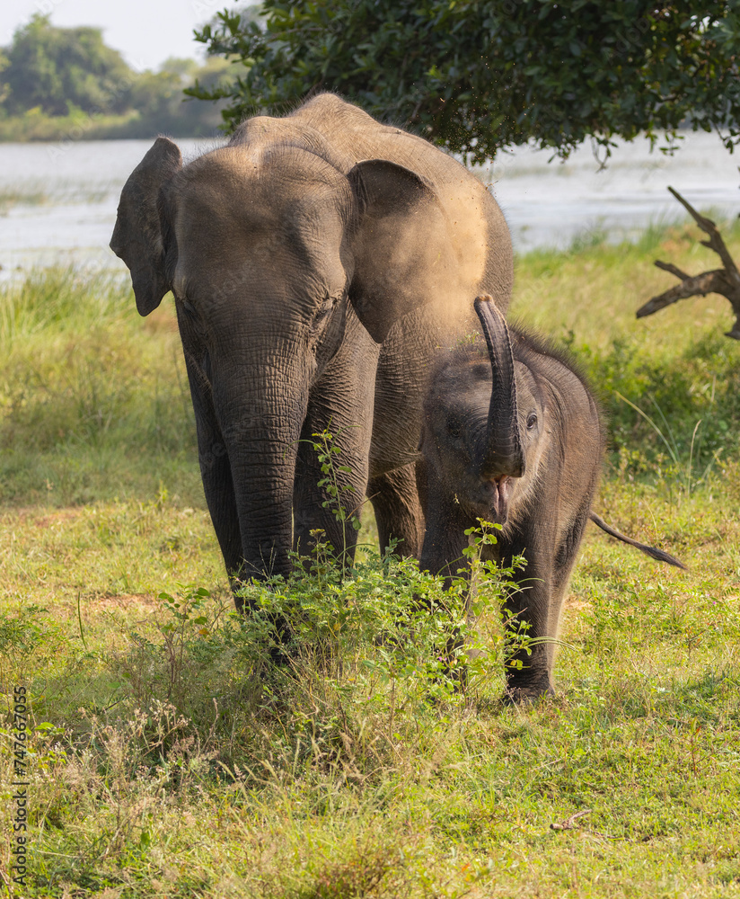 Baby elephant standing next to its mother raising its trunk to blow dust in natural native habitat, Yala National Park, Sri Lanka