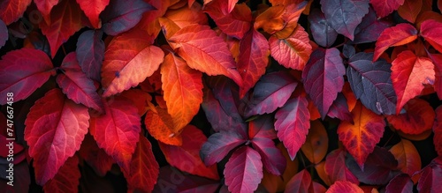 This photo showcases a close-up view of a bunch of vibrant autumn leaves  specifically Parthenocissus quinquefolia or Virginia creeper  a flowering plant in the Vitaceae family  against a nature motif