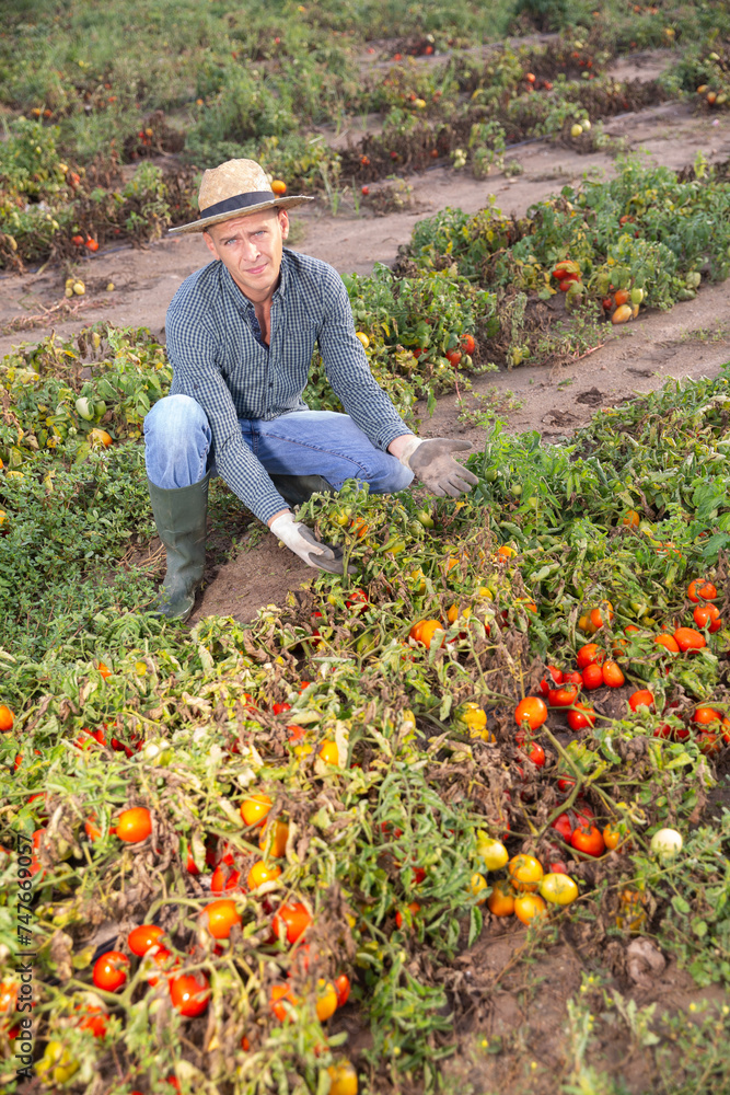 Fototapeta premium Frustrated male farmer checking tomatoes on field damaged after thunderstorm and massive rain