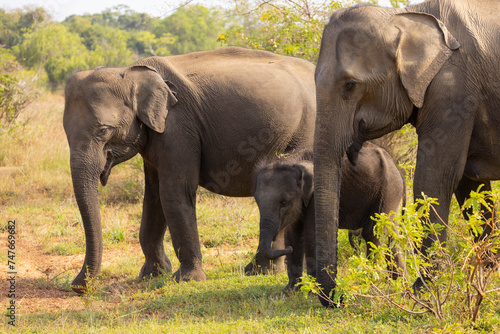Herd of elephants with baby elephant forage for food in natural native habitat, Yala National Park, Sri Lanka