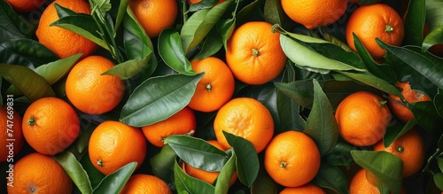This photo showcases a variety of vibrant oranges with fresh green leaves attached to them, creating a visually pleasing display of natures bounty.