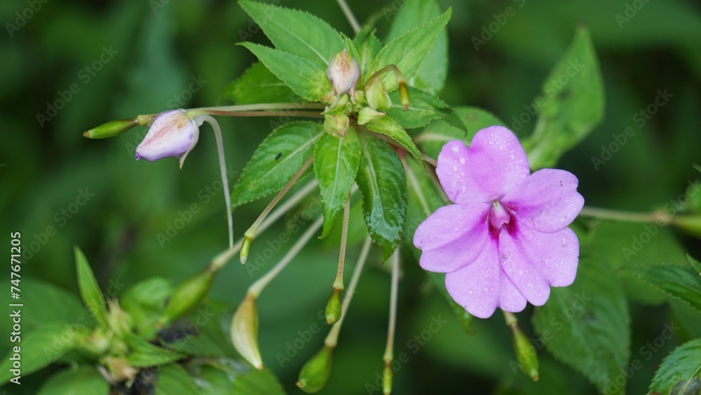 Impatiens walleriana (Impatiens sultanii, busy Lizzie, British Isles, balsam, sultana, simply impatiens). The stems are semi-succulent, and all parts of the plant are soft and easily damaged Impatiens walleriana (Impatiens sultanii, busy Lizzie, British Isles, balsam, sultana, simply impatiens). The stems are semi-succulent, and all parts of the plant are soft and easily damaged