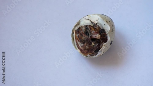 Wallpaper Mural The chicken can't get out of the egg Torontodigital.ca