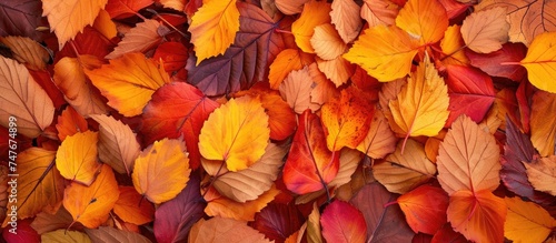 A collection of vibrant autumn leaves scattered on the ground, creating a beautiful carpet of fall foliage.