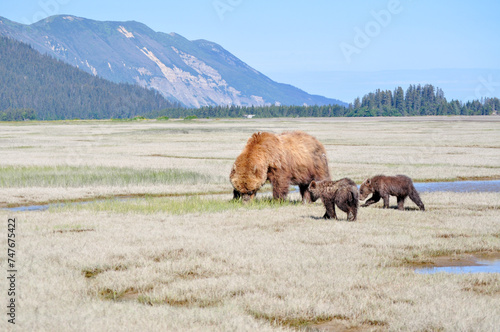 mama bear with cubs