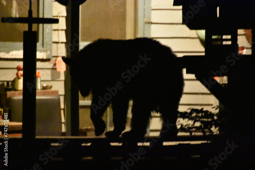bear looking for food photo