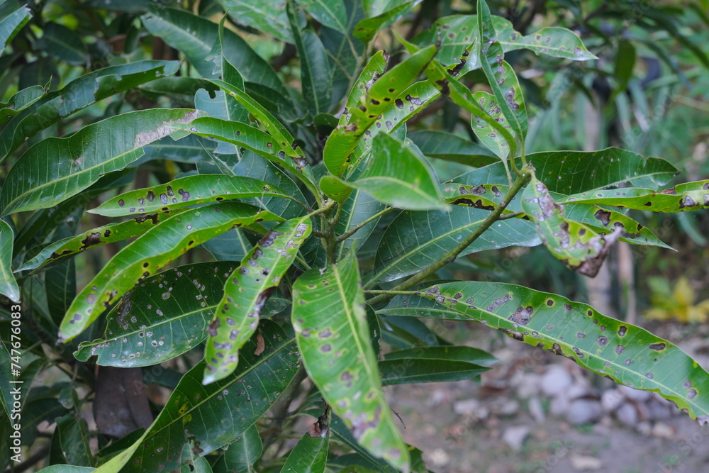 Closeup of mango leaves with black spots due to anthracnose infection. Mango pest and disease