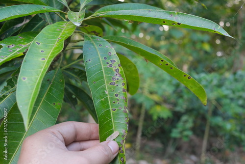 Obraz na płótnie Closeup of mango leaves with black spots due to anthracnose infection