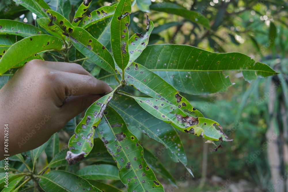 Closeup of mango leaves with black spots due to anthracnose infection. Mango pest and disease management.