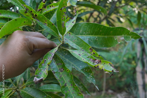 Closeup of mango leaves with black spots due to anthracnose infection. Mango pest and disease management. photo