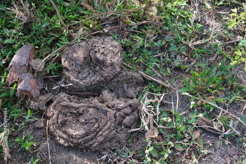 Quadro su tela Closeup of dried cow or cattle dung on grass ground.