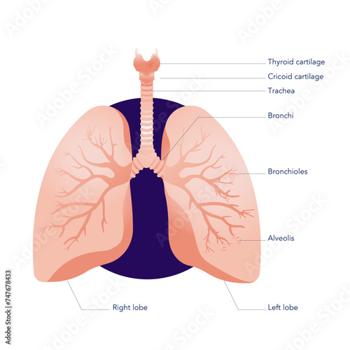 Human lungs anatomy