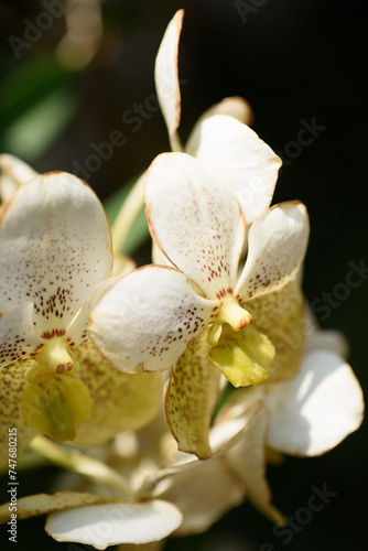 Beautiful orchid flowers decorate the tropical garden
