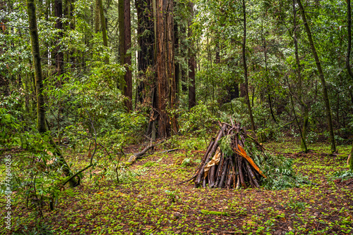 Branches folded like a hut, prepared for burning. Henry Cowell Redwoods State Park.  photo