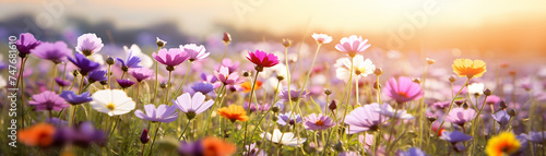 A field of wildflowers basking in the sunlight © Shining Pro