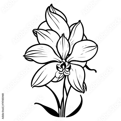 Fototapeta Naklejka Na Ścianę i Meble -  outline doodle orchid flower leaf illustration sketch draw
