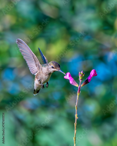 Hummingbird and Salvia