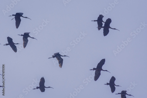 birds flying with bluesky background photo