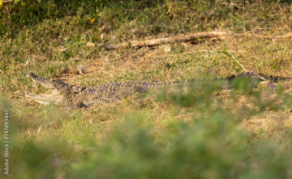 Crocodile out of water on river bank with mouth open seen in natural native habitat, Yala National Park, Sri Lanka Crocodile out of water on river bank with mouth open seen in natural native habitat, Yala National Park, Sri Lanka