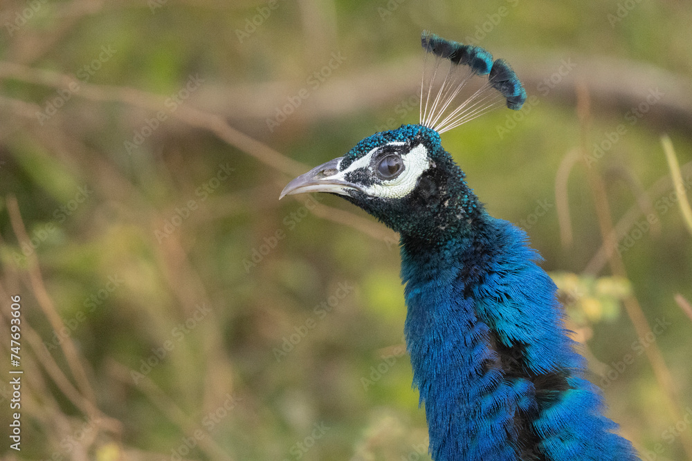 Close up of male peacock in natural native habitat, Yala National Park, Sri Lanka Close up of male peacock in natural native habitat, Yala National Park, Sri Lanka