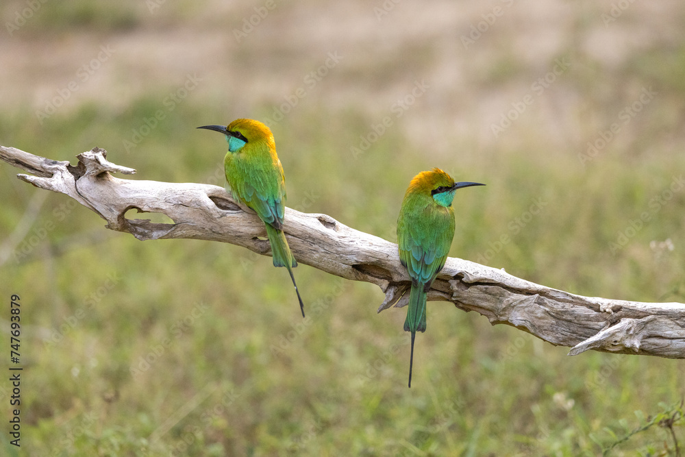 A pair of Little Green Bee-eaters perched on a branch seen in natural native habitat, Yala National Park, Sri Lanka A pair of Little Green Bee-eaters perched on a branch seen in natural native habitat, Yala National Park, Sri Lanka