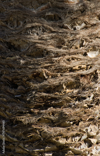 Palm tree trunk close up. Natural background and texture for design.