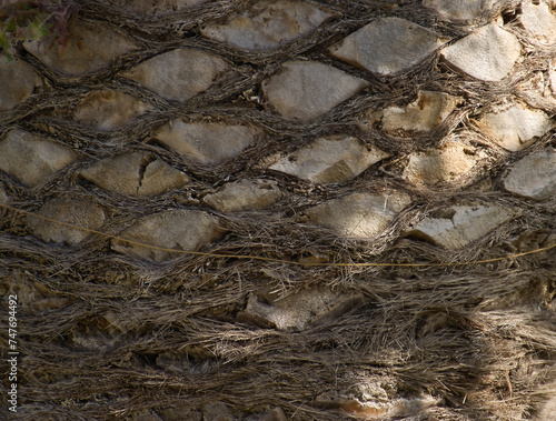 Palm tree bark texture, closeup of palm tree bark.