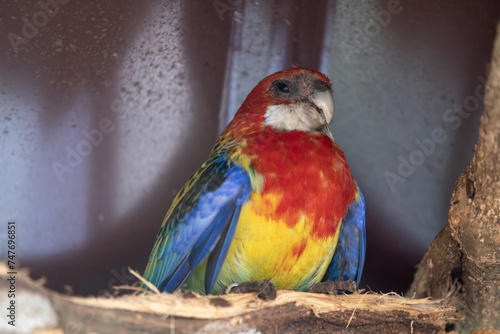 Parrot