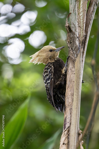 Sparrow